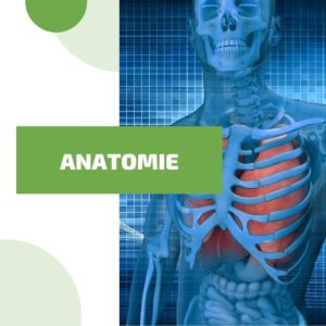 Formation en Anatomie - 20 heures