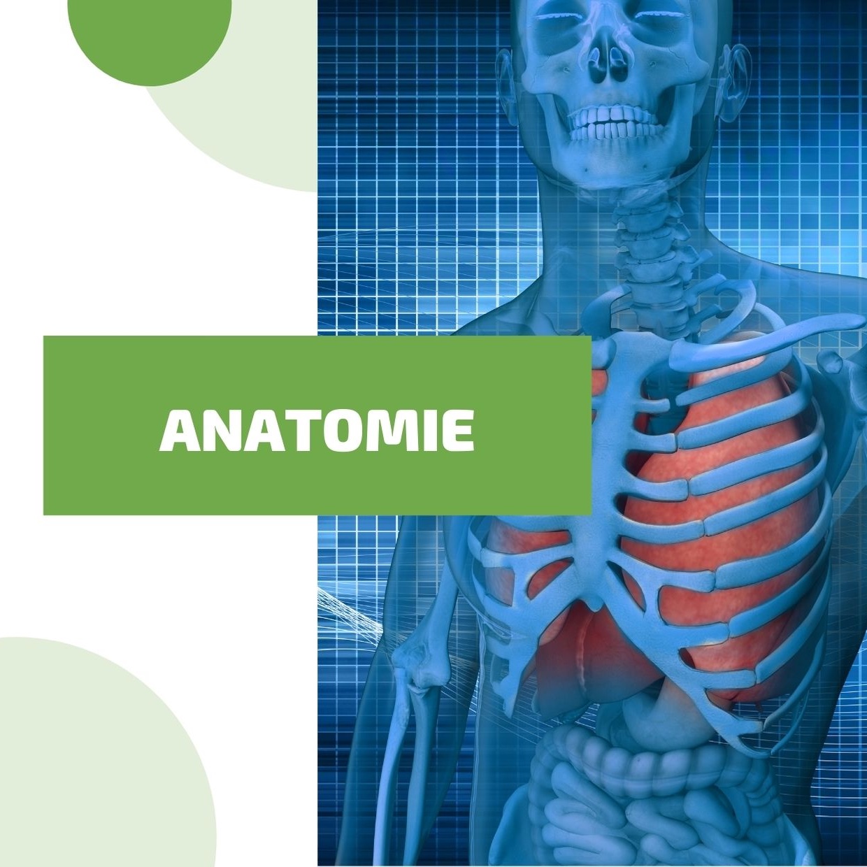 Initiation à l&rsquo;anatomie 20h – Niveau 3 / ANAT20